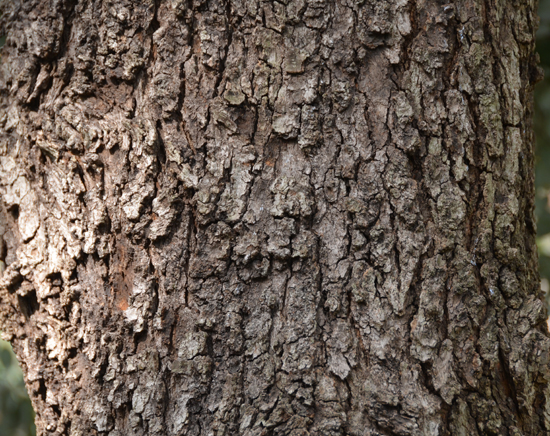 SelecTree: A Tree Selection Guide
