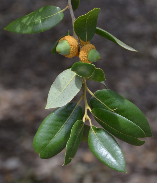 SelecTree: A Tree Selection Guide