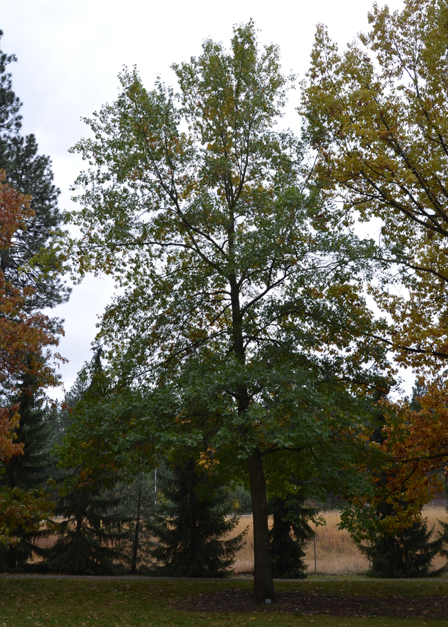 SelecTree: A Tree Selection Guide