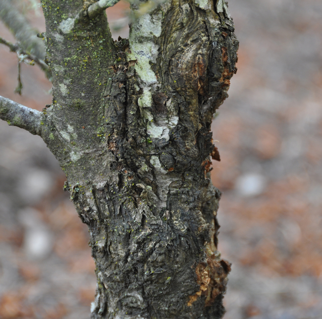 SelecTree: A Tree Selection Guide