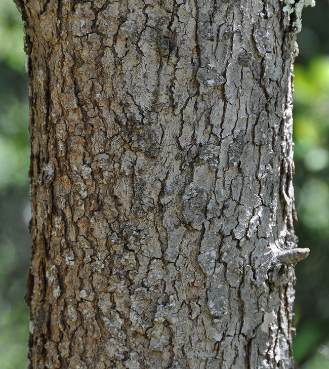 Sacque Tree SelecTree: A Tree Selection Guide