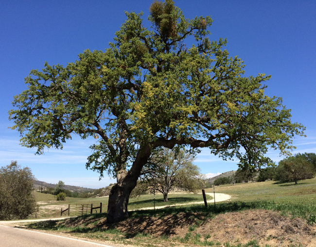 SelecTree: A Tree Selection Guide