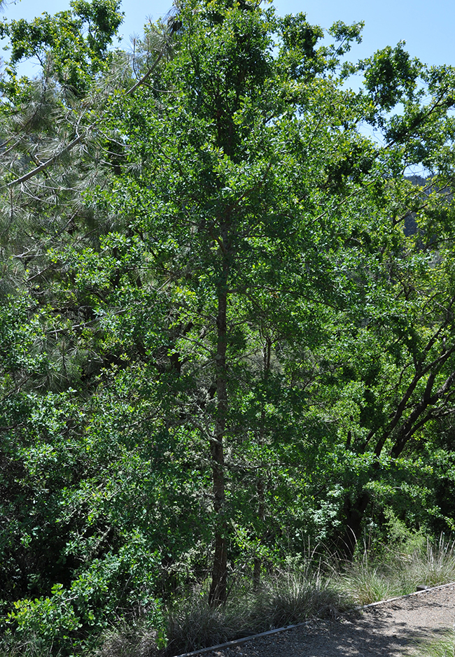 SelecTree: A Tree Selection Guide