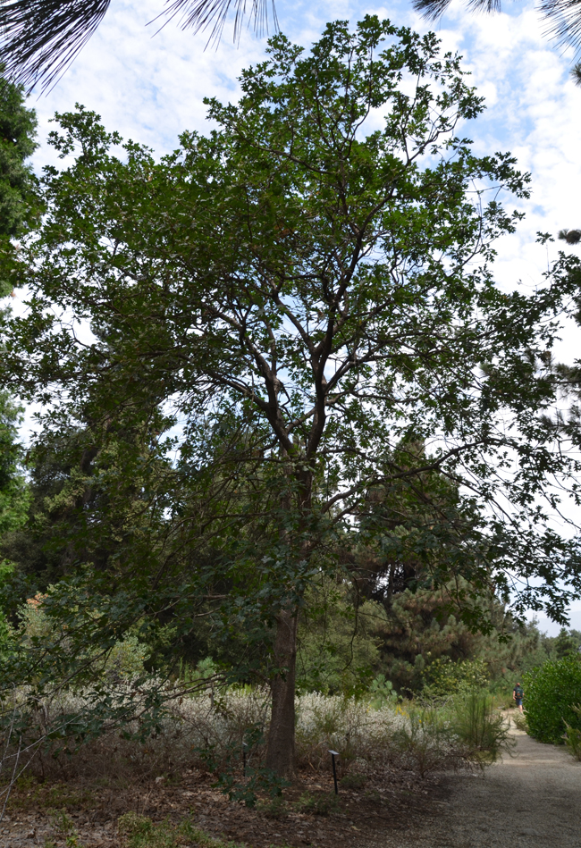 SelecTree: A Tree Selection Guide