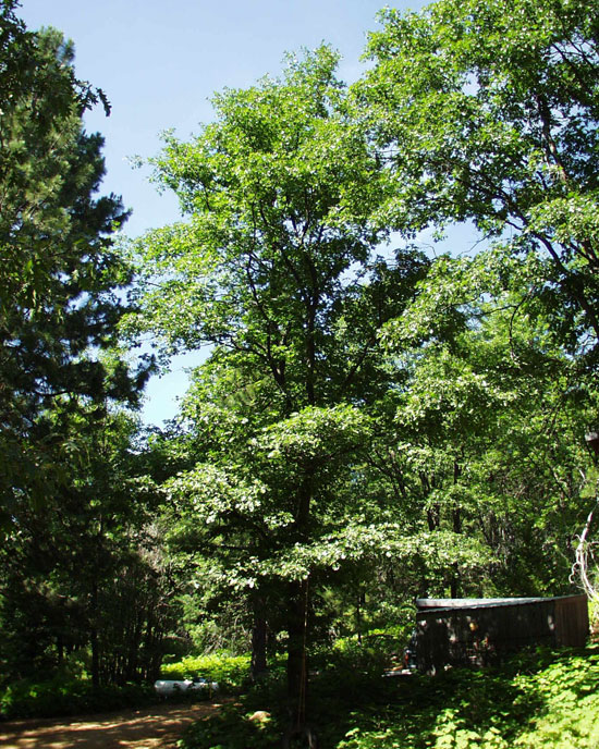 Culton Tree SelecTree: A Tree Selection Guide