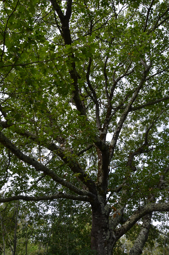 SelecTree: A Tree Selection Guide