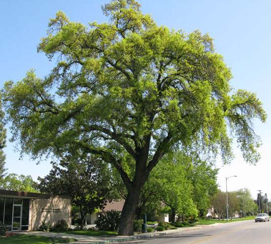 SelecTree: A Tree Selection Guide