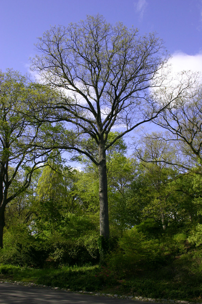 SelecTree: A Tree Selection Guide