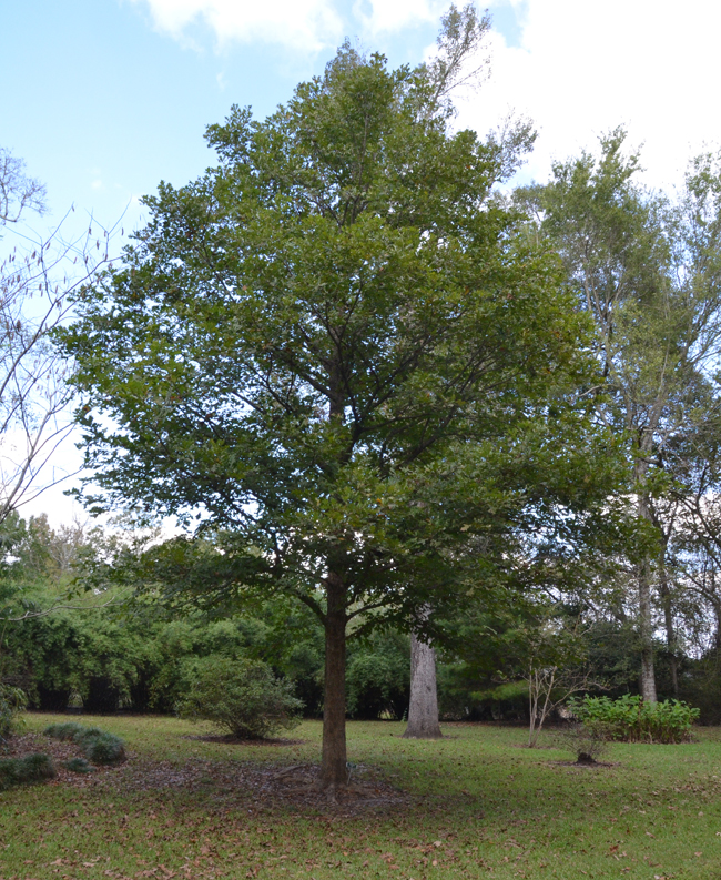 Syner Tree SelecTree: A Tree Selection Guide
