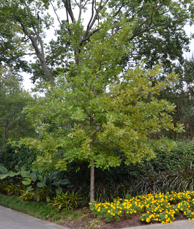 SelecTree: A Tree Selection Guide