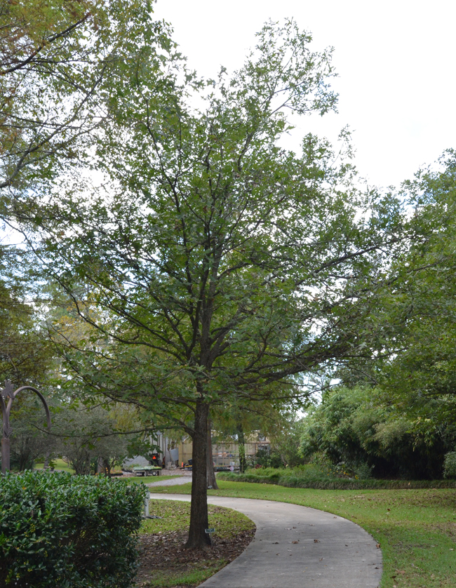 SelecTree: A Tree Selection Guide