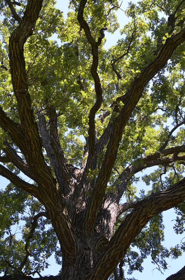 SelecTree: A Tree Selection Guide