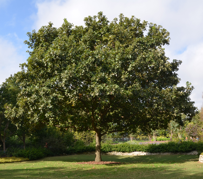 SelecTree: A Tree Selection Guide
