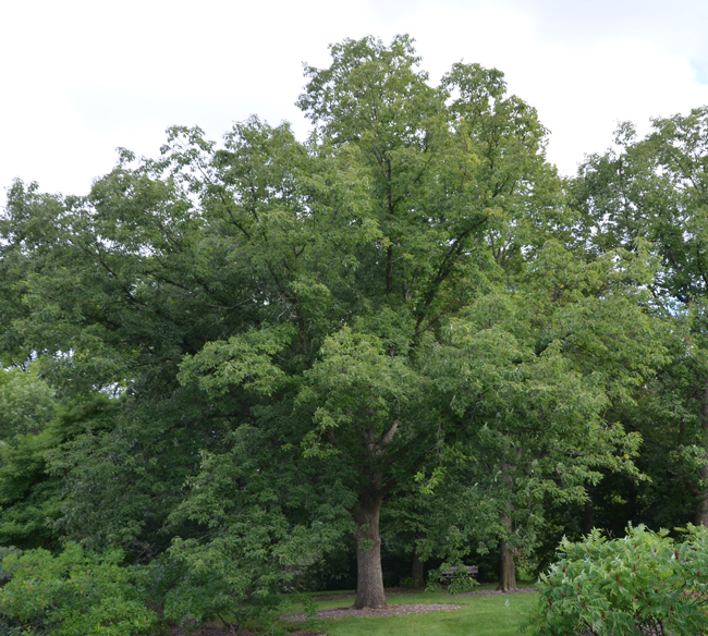 SelecTree: A Tree Selection Guide