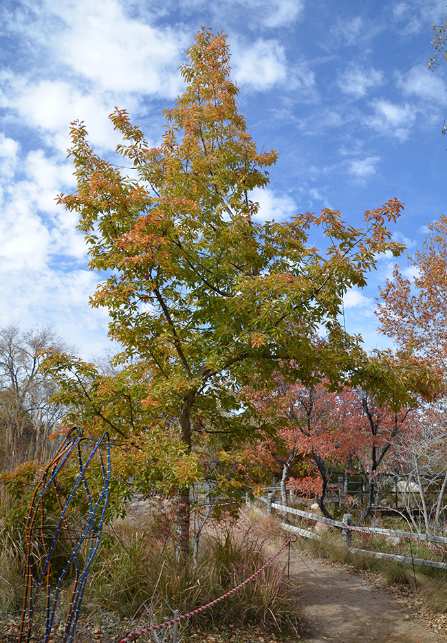 SelecTree: A Tree Selection Guide