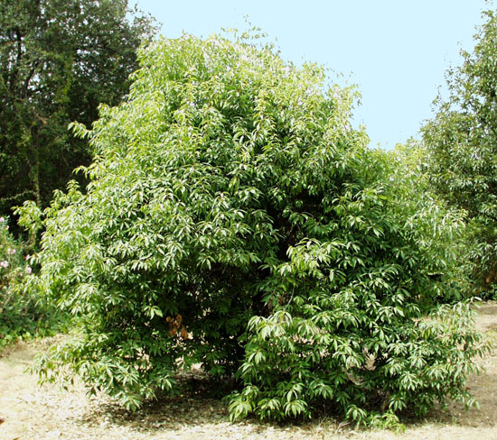 Meiners Tree SelecTree: A Tree Selection Guide