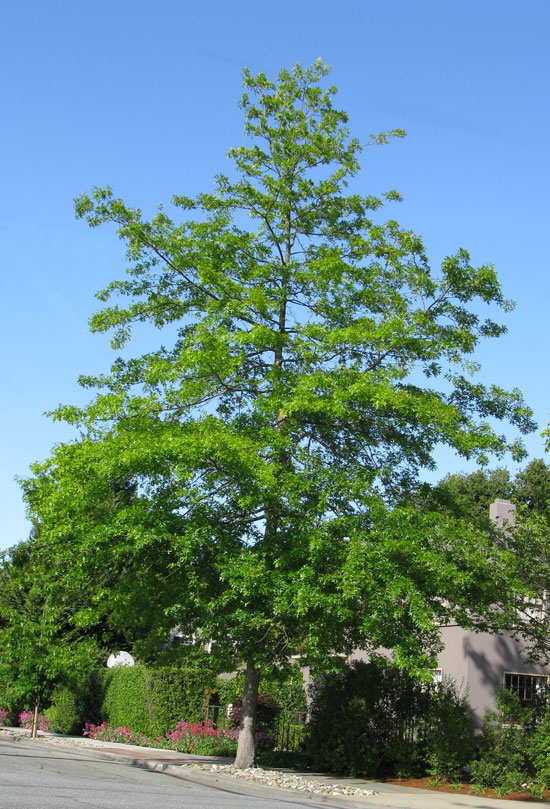 SelecTree: A Tree Selection Guide