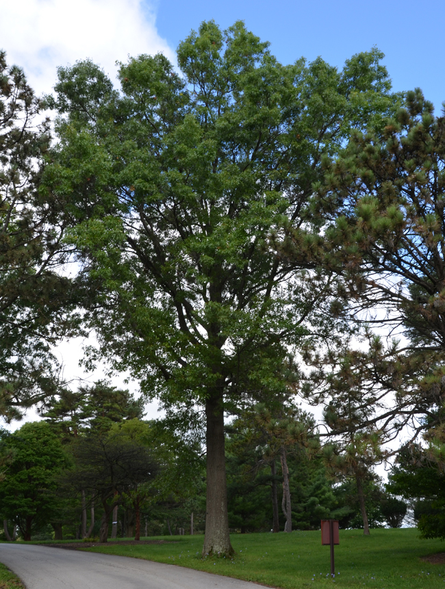 SelecTree: A Tree Selection Guide