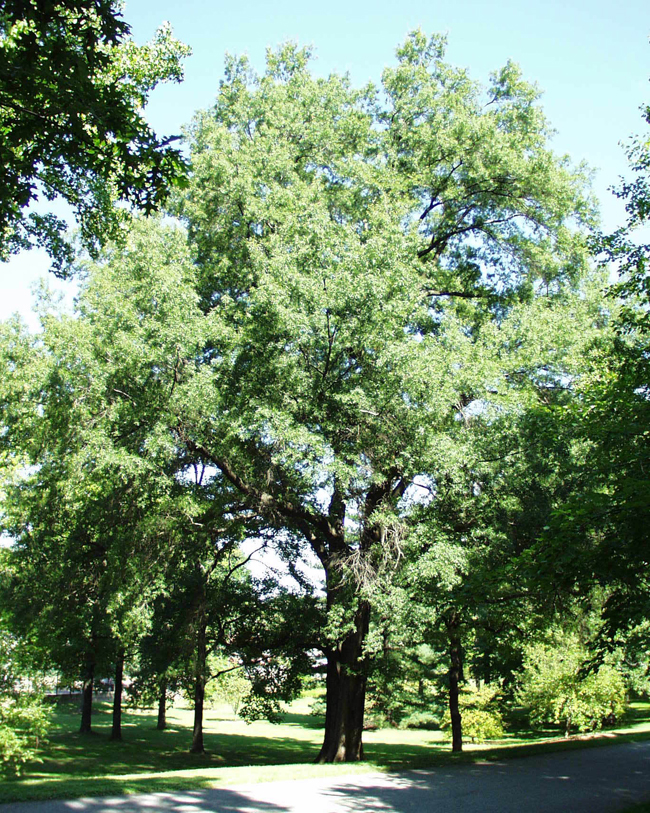 SelecTree: A Tree Selection Guide