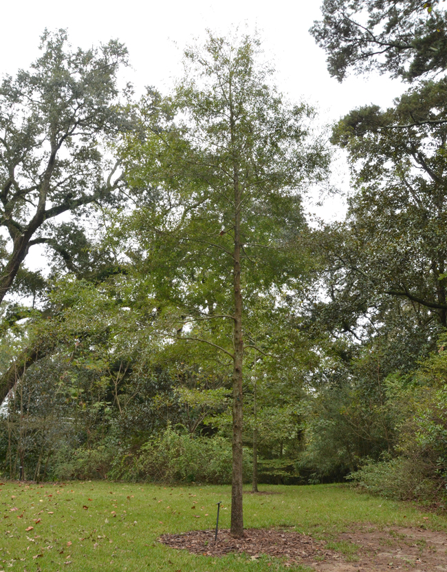 SelecTree: A Tree Selection Guide