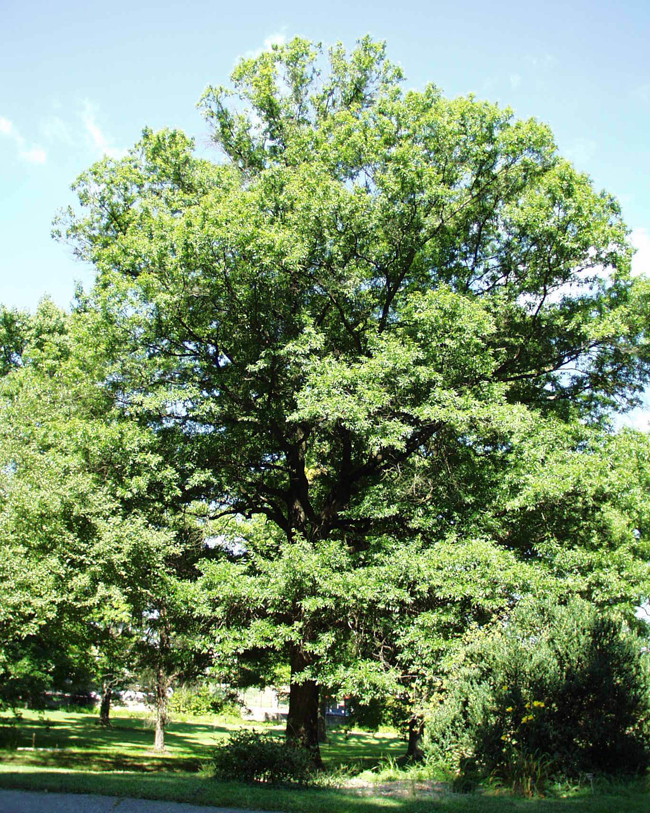 SelecTree: A Tree Selection Guide