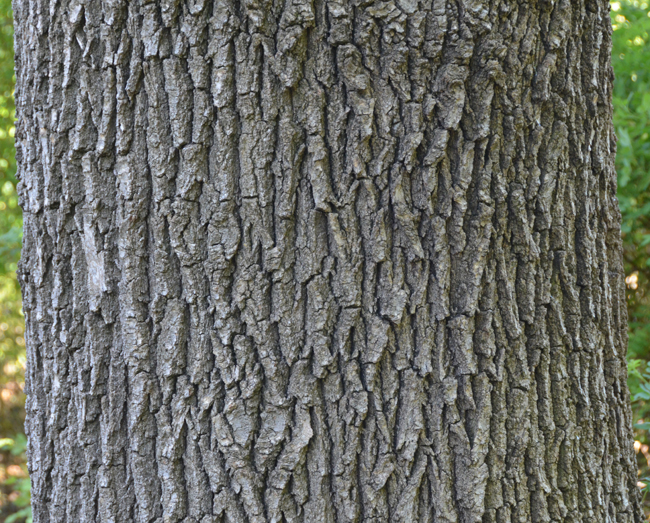 SelecTree: A Tree Selection Guide