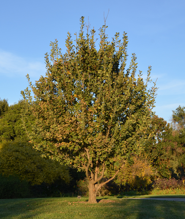 SelecTree: A Tree Selection Guide