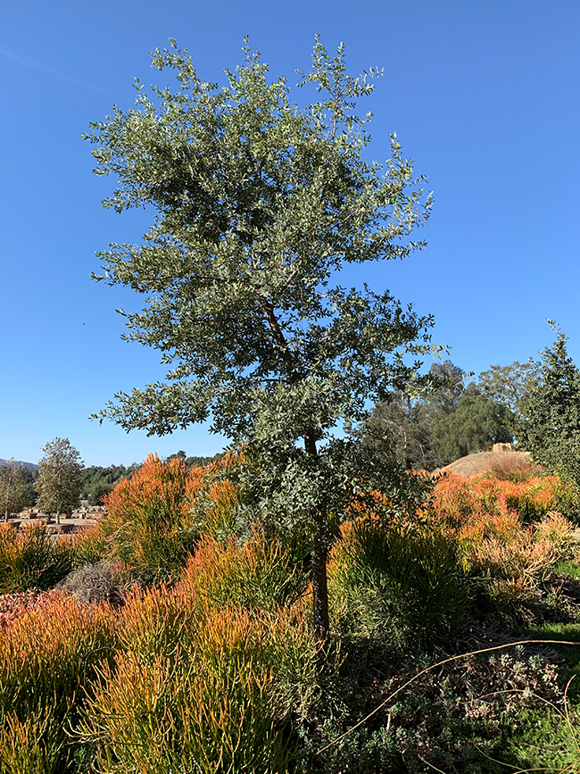 SelecTree: A Tree Selection Guide