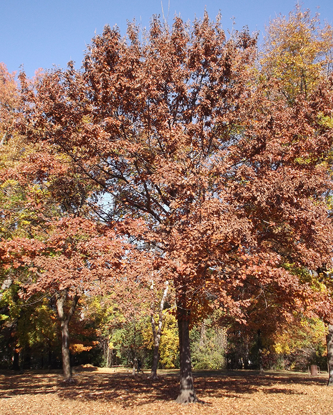 SelecTree: A Tree Selection Guide