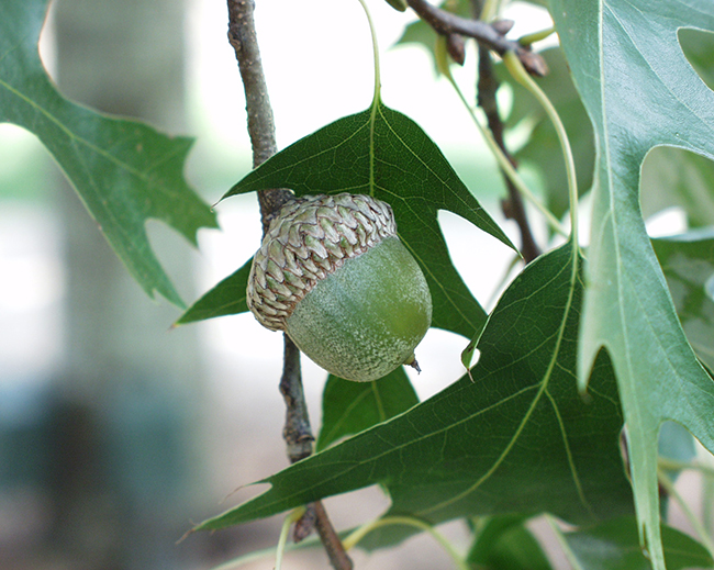 Culton Tree SelecTree: A Tree Selection Guide