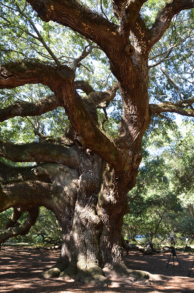 SelecTree: A Tree Selection Guide