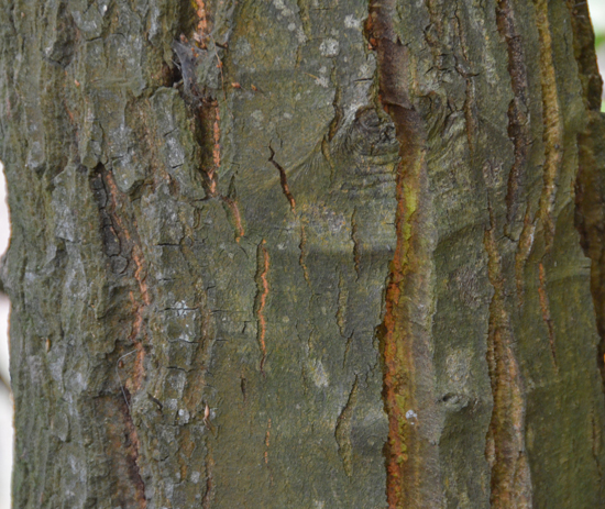 SelecTree: A Tree Selection Guide