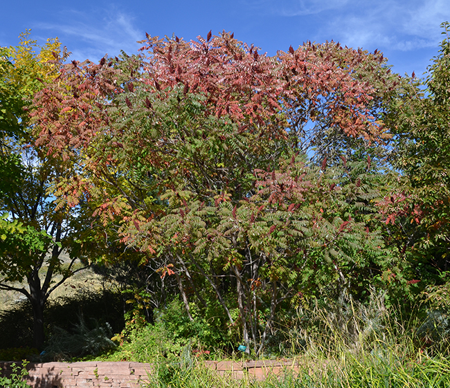 Tree Rhus Verniciflua SelecTree: A Tree Selection Guide