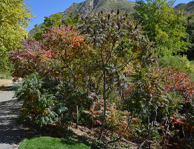 Rhs Tree Selection Guide SelecTree: A Tree Selection Guide