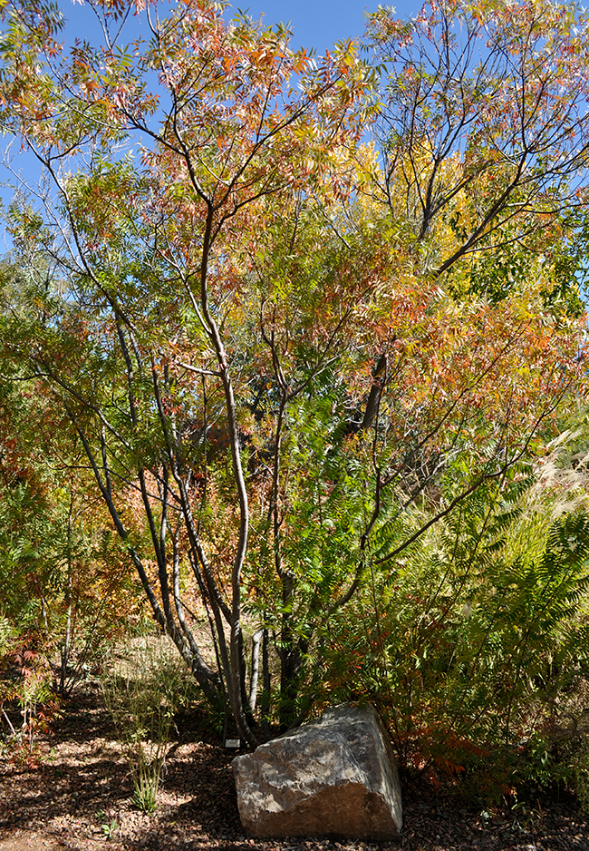 SelecTree: A Tree Selection Guide