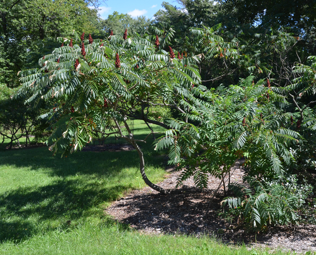 Roxin Tree SelecTree: A Tree Selection Guide