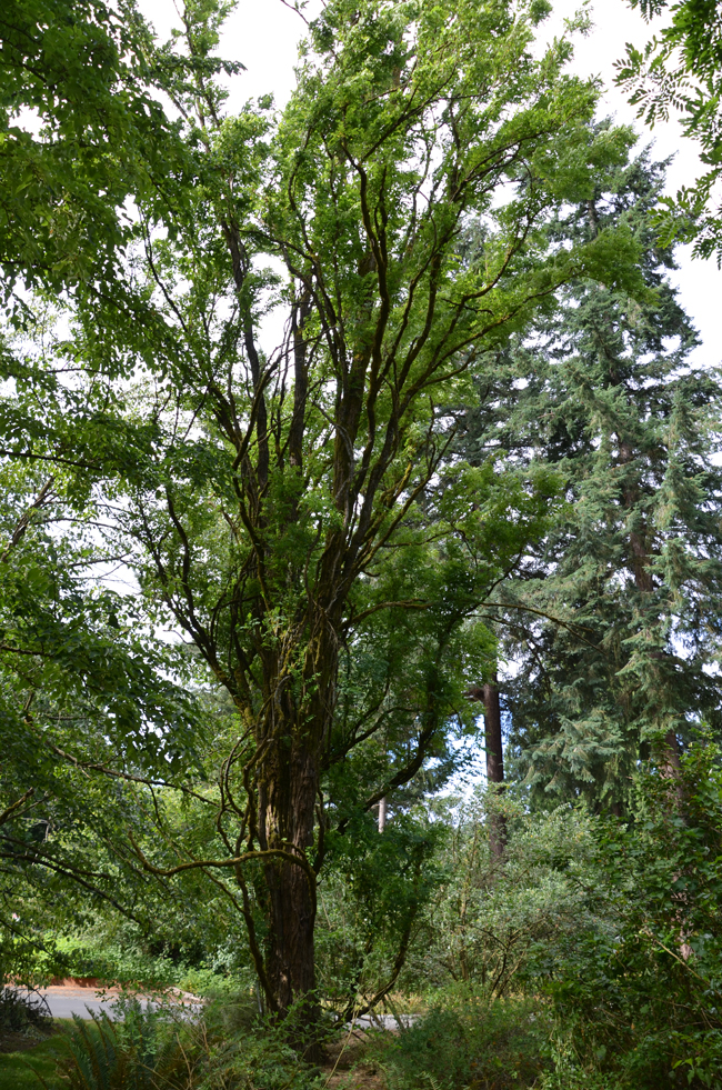 SelecTree: A Tree Selection Guide