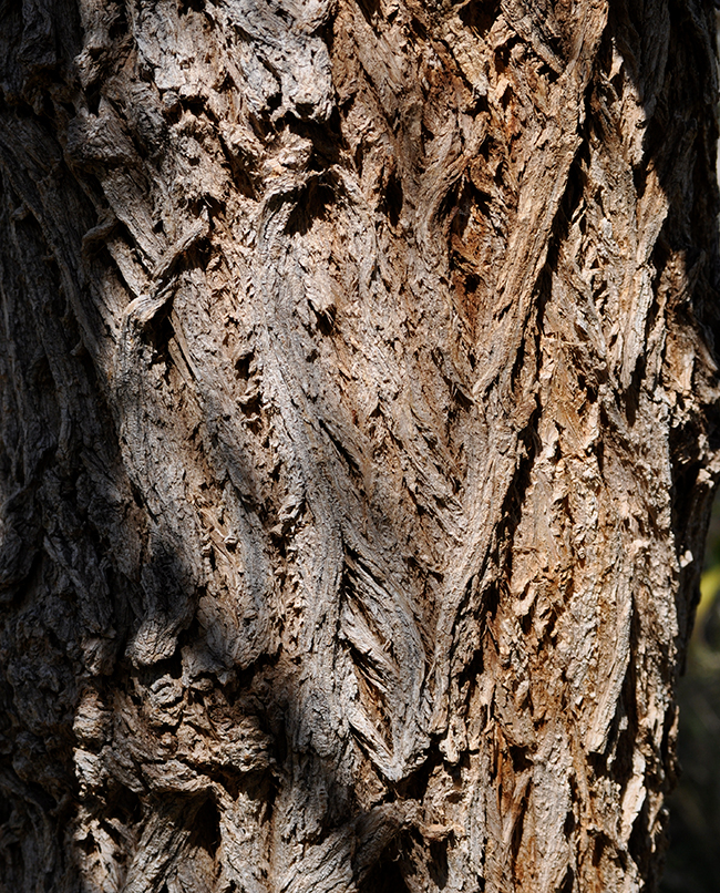 SelecTree: A Tree Selection Guide