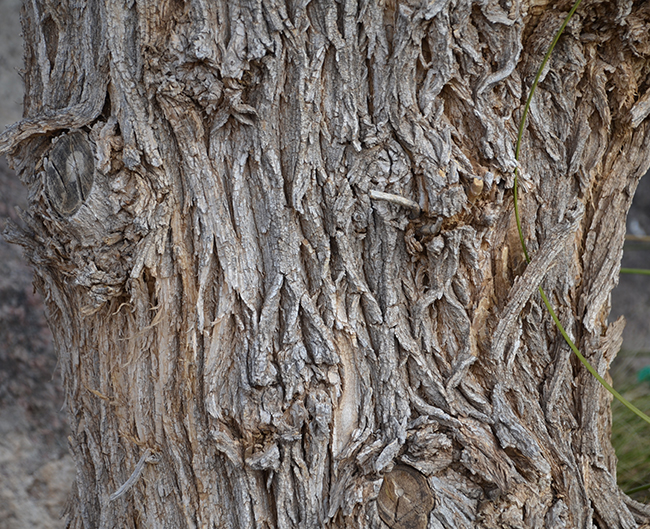 SelecTree: A Tree Selection Guide