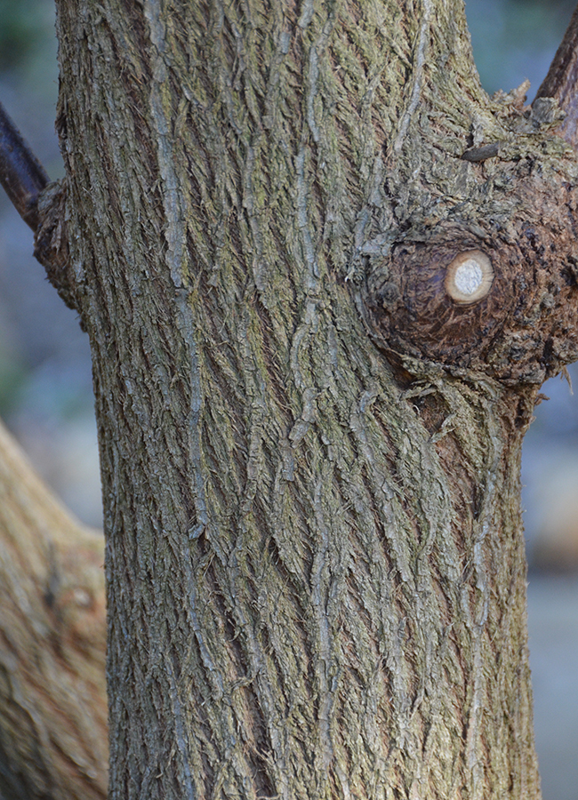 Sacque Tree SelecTree: A Tree Selection Guide