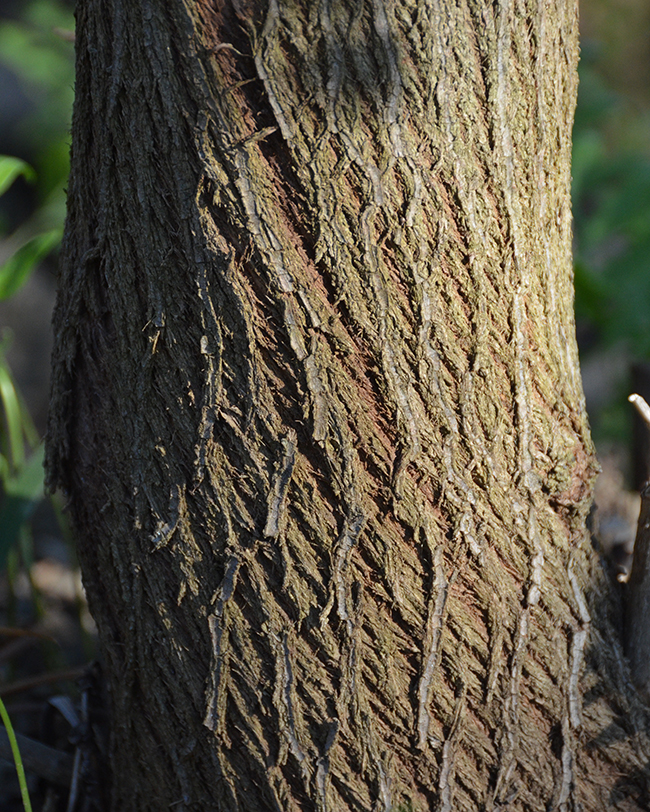 Sacque Tree SelecTree: A Tree Selection Guide