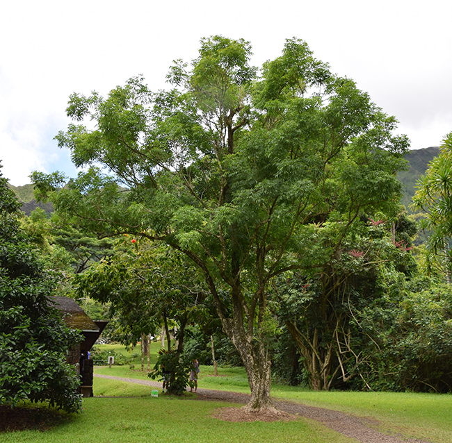 Sapi Sapi Tree SelecTree: A Tree Selection Guide