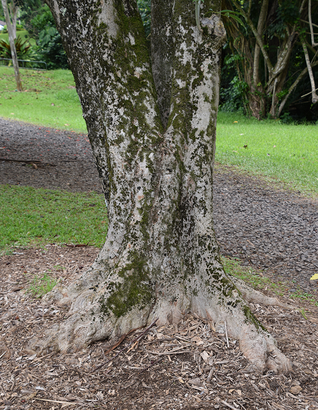 Sacque Tree SelecTree: A Tree Selection Guide