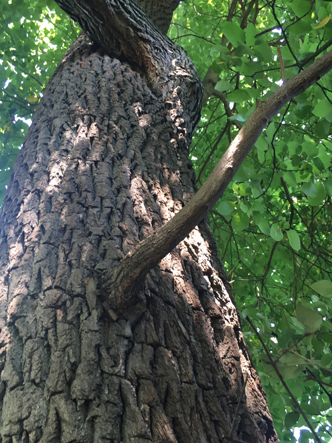 SelecTree: A Tree Selection Guide