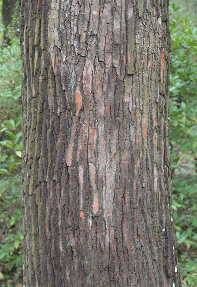 SelecTree: A Tree Selection Guide