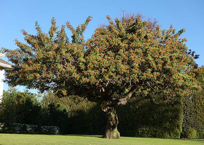 SelecTree: A Tree Selection Guide