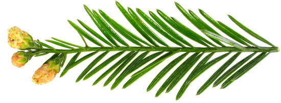 SelecTree: A Tree Selection Guide