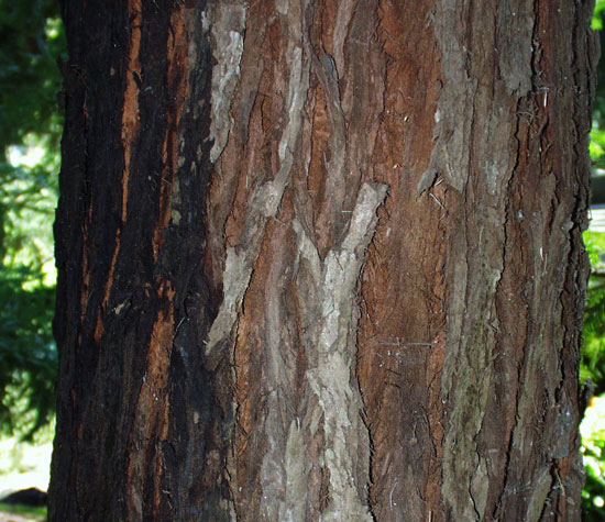 SelecTree: A Tree Selection Guide