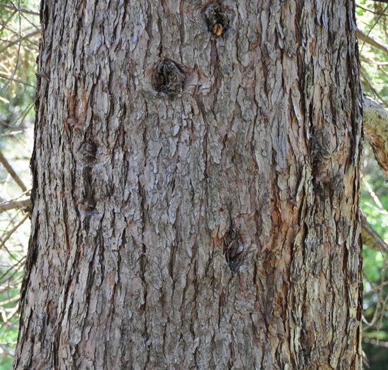Sacque Tree SelecTree: A Tree Selection Guide