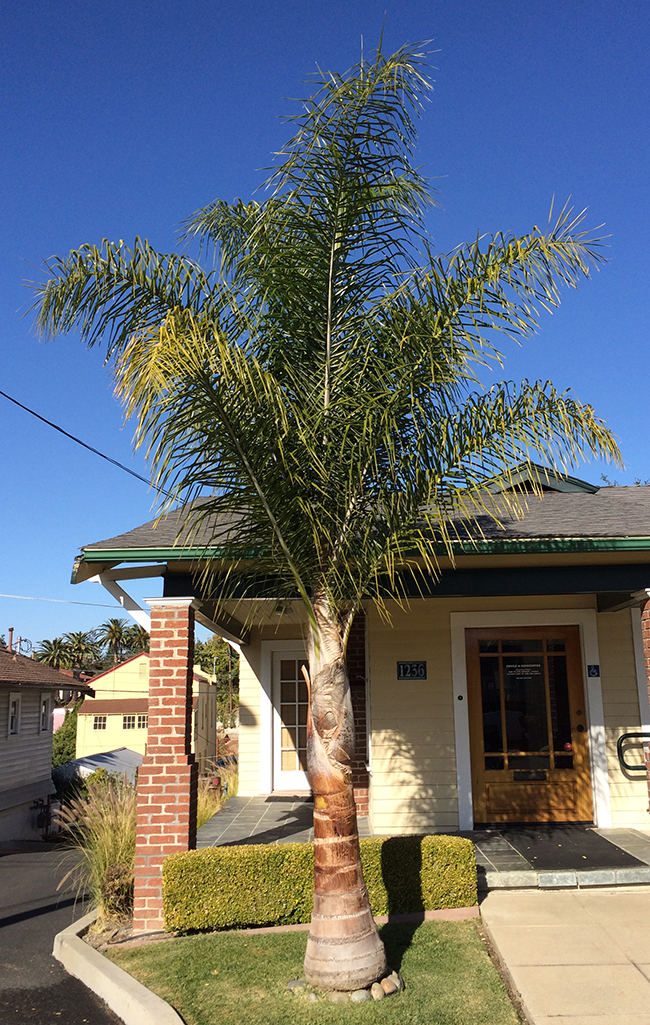 SelecTree: A Tree Selection Guide